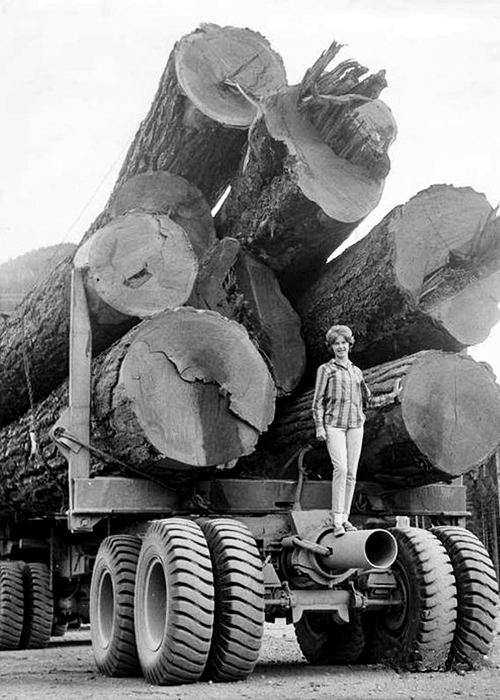 The Well Douglas Fir Credit Campbell River Museum Archives - Black and White Photo of a person standing in front of large Douglas Fir logs loaded onto a truck